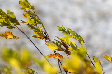 Autumn colorful green and yellow leaves in wind, natural macro with blurred background