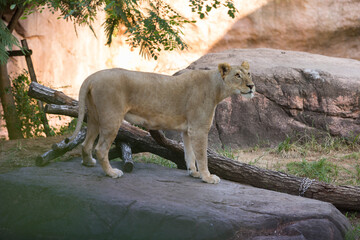 ライオンのメス