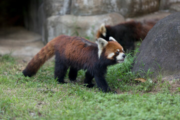 天王寺動物園のレッサーパンダ