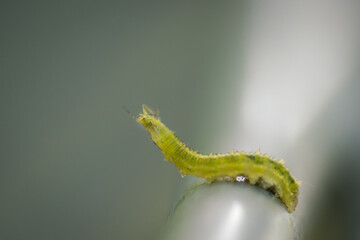 Raupe
