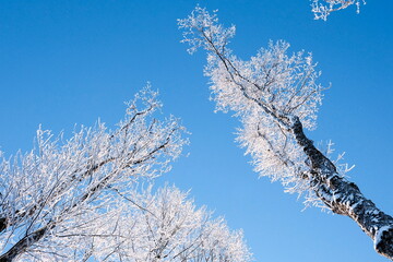 Snow covered trees in hoarfrost against the clear blue sky. Bright winter day in the forest. Sunny cold weather. Carpathian mountains. Ukraine.