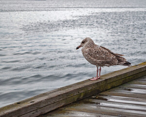A large image of a seagull sitting on a wooden parapet of the embankment, on a blurred sea background, one overcast summer day