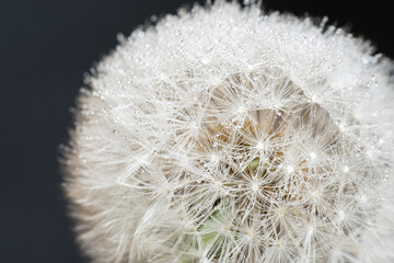 Pusteblume