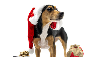 Body and face photo of a Mallorcan dog dressed as Santa Claus for Christmas with gifts around