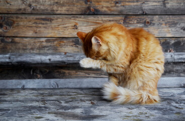 Yellow  domestic cat resting on the porch of a mountain chalet