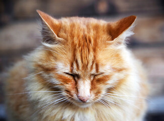 Domestic cat resting on the porch of a mountain chalet