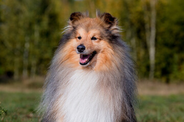 Stunning nice fluffy sable white shetland sheepdog puppy, sheltie  outside portrait on a sunny autumn day. Small cute Scottish collie dog, lassie with funny ears portrait with green background