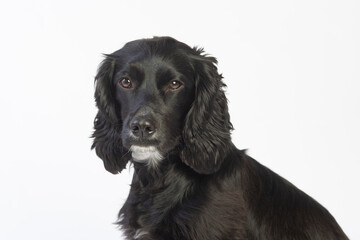 English cocker spaniel on white background