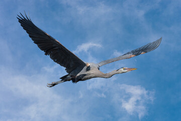 Found in most of North America, the Great Blue Heron is the largest bird in the Heron family.