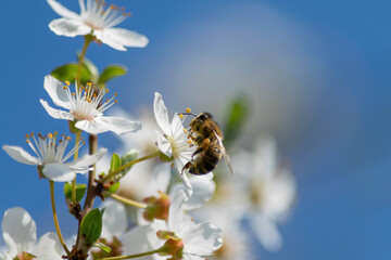 bee on flower