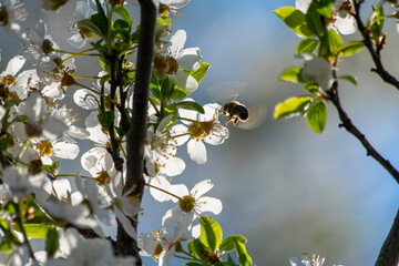 bee on a branch