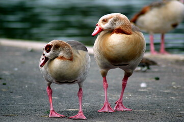 les canards