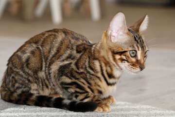 Bengal Cat with rosette. Cute bengal kitty.