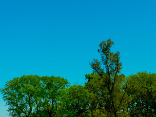 Copa de arboles