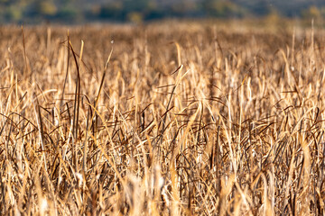 Low point view ripe wheat field hill trees background sky cloudy autumn orange yellow vibrant sharp focus rural scene