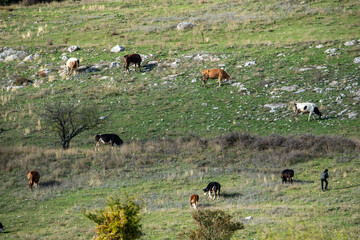 Miniature shepherd cattle cows autumn shades sunrays rocky hillside typical rural scene green blue lifestyle