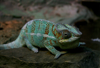 the chameleon in the Tula zoo is a blue animal of the wild nature