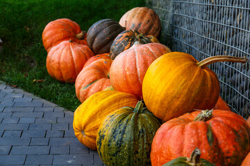 Various varieties of squash and pumpkin . A pile of fresh pumpkins is placed on the ground. A festival concept.Halloween.