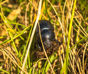 dung beetle pushing a ball of dung backwards