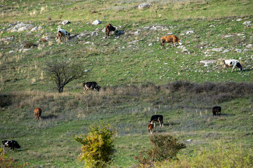Miniature shepherd cattle cows autumn shades sunrays rocky hillside typical rural scene green blue lifestyle