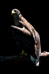 Aquila heliaca - golden eagle on a branch.