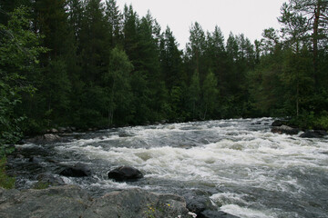 rapid mountain river in the North of Russia a powerful rushing stream of water in the forest
