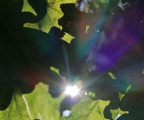 leaf and sun