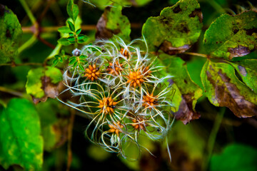 Clematis vitalba