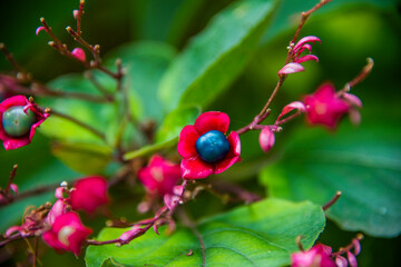 Clerodendron trichotomum one