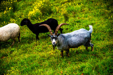 goats on the pastures one