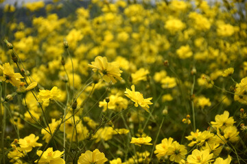 Cosmos Caudatus is a yellow flower native to Latin America and West Indies in Trawas, Mojokerto,...