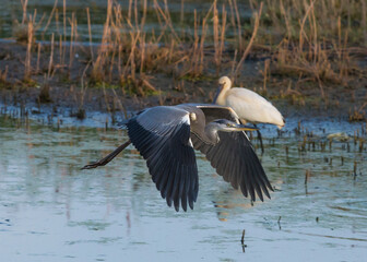 heron in flight