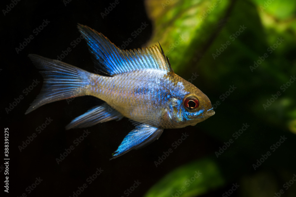 Wall mural cichlid fish with a blue shiny color.