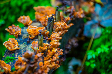 parasitic fungus on the trunk one