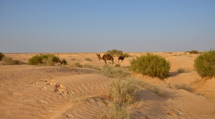 travesia por el desierto del sahara  cerca de la poblacion de Douz, Tunez