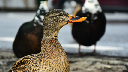 Side portrait of a wild duck coming on the sidewalk in hope of receiving food