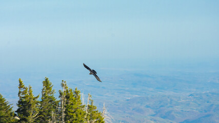 A Raven flying high above a rocky mountain peak in Cozia National Park