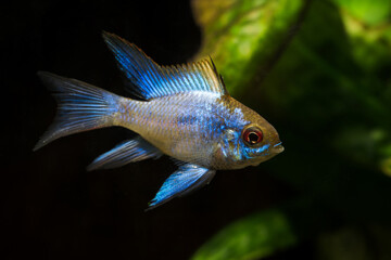 Cichlid fish with a blue shiny color.