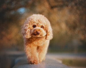 portrait of toy-poodle on sunset beneath a tree