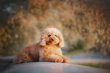 portrait of toy-poodle on sunset beneath a tree