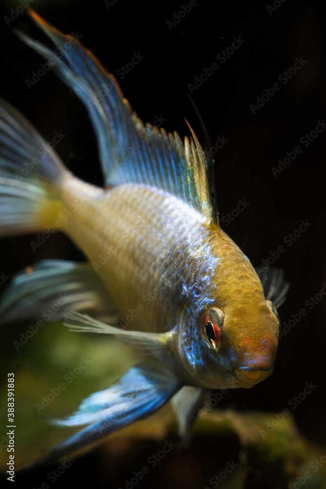 Wall mural Cichlid fish with a blue shiny color. - Wall murals