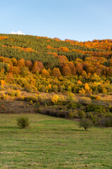 Autumn hillside covered with colorful trees forest sharp detail orange green minimal mountain rural landscape bulgaria