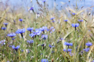Naklejka premium A field full of cornflowers