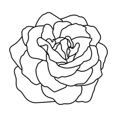 Vector illustration of rose bud. Hand drawn botanical element, isolated on white background