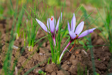 Flowering saffron plant. Harvesting crocus flowers for the most expensive spice.