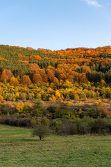 Autumn hillside covered with colorful trees forest sharp detail orange green minimal mountain rural landscape bulgaria