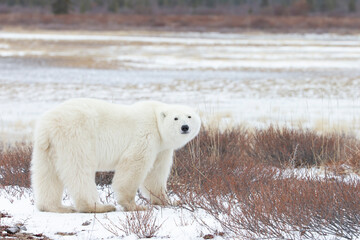 Polar Bear near Hudson bay Canada