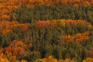 Autumn colorful forest side top view trees season rural scene bulgaria nature landscape telephoto zoom minimal texture orange green warm sunny sunset