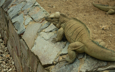 iguana 