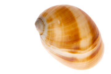 Snail Shell on white background